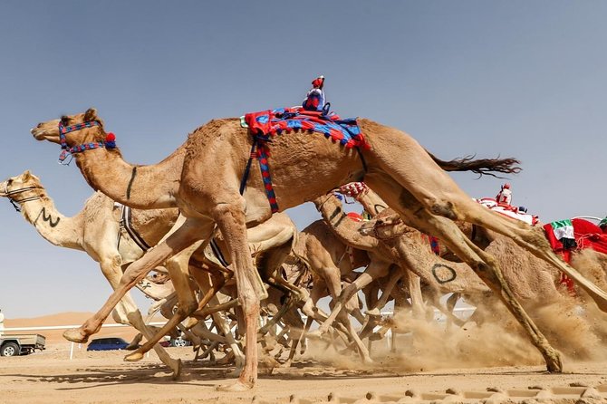 Cultural & Thrills: Sheikh Faisal Museum & Camel Race Adventure - Should you book the Sheikh Faisal Museum and camel track tour?