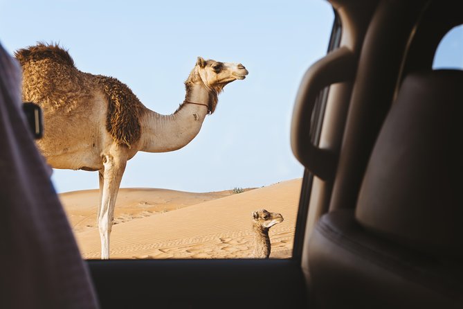 Desert Safari – Morning, Afternoon, Sunrise & Sunset Options - Why this Doha safari is worth your half-day