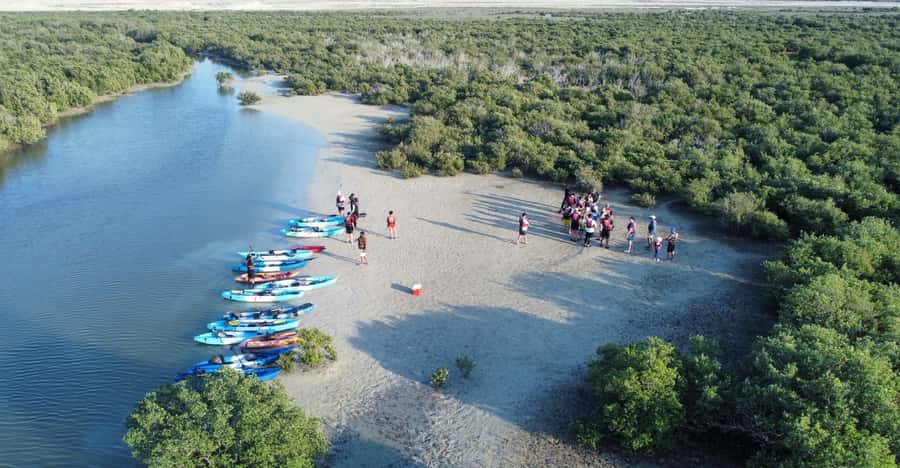 Discover Purple Island | Guided Mangrove Kayaking Experience - The tide is the decision point