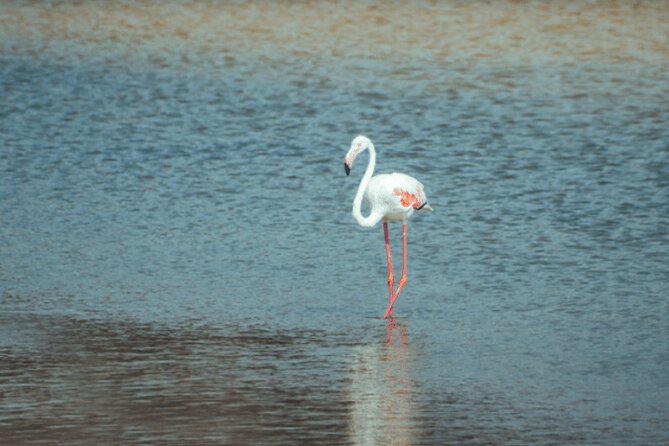 Discover Qatar’s Hidden Gems: North & West Coast Private Tour - Purple Island’s Mangroves and Purple-Dye Connection