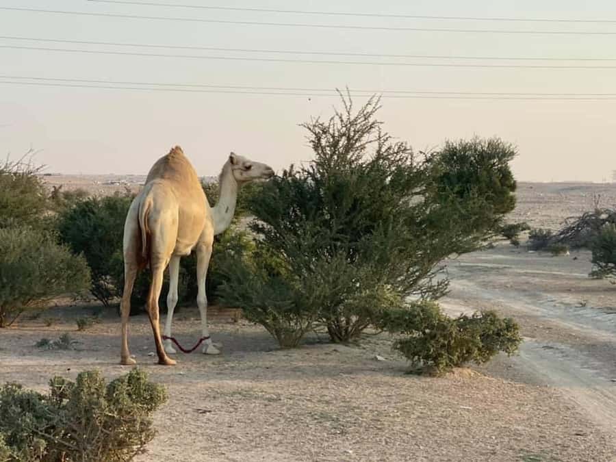 Doha Activities: Desert Safari, Dune Bashing & Inland Sea - Timing, refunds, and simple planning tips
