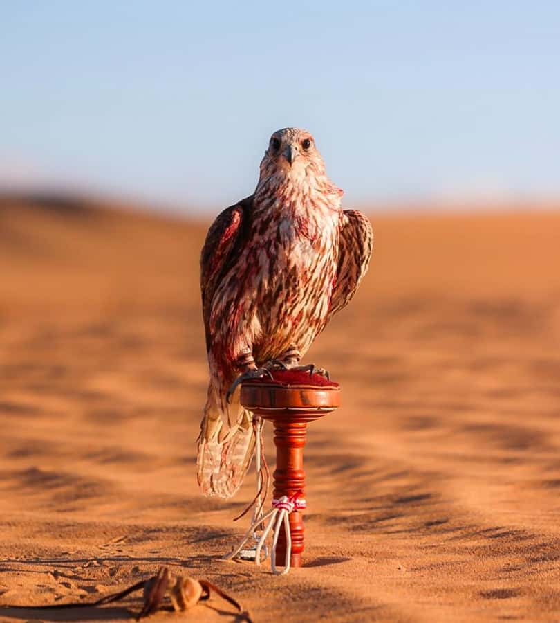 Doha : Arabian Horse Ride Experience With Pickup & Drop Off - Choosing morning or afternoon
