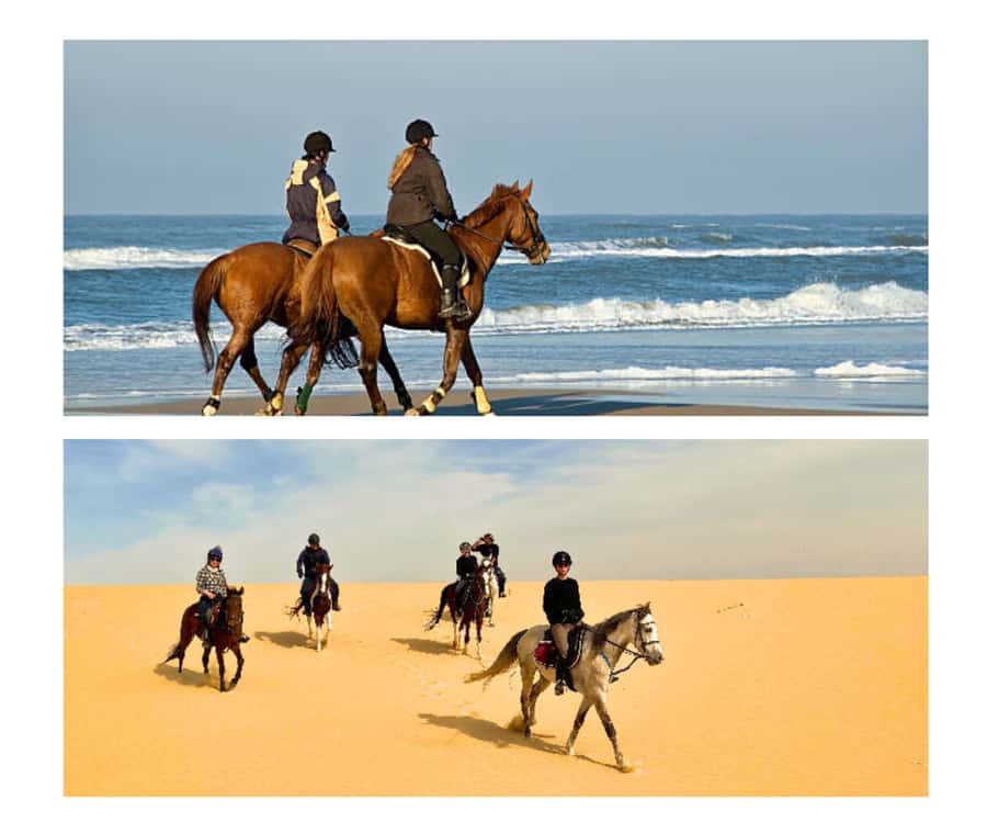 Doha: Arabian Horse Riding Experience –Sea or Desert Options - The Doha pickup and drive to Mesaieed