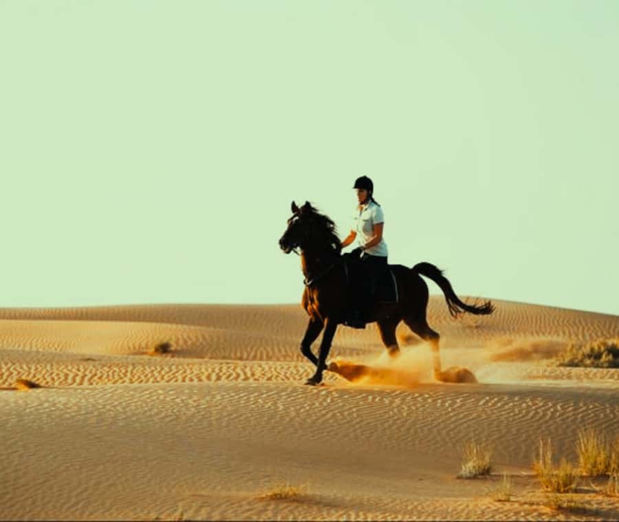 Doha: Arabian Horse Riding Experience –Sea or Desert Options - Meeting the horse and preparing to ride