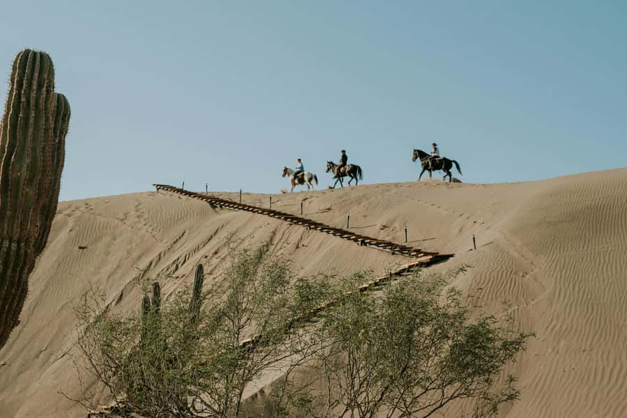 Doha: Arabian Horse Riding Experience –Sea or Desert Options - One hour in the saddle