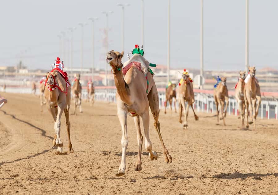 Doha Camel Race Track & Richard Serra Desert Sculpture Tour - Seeing Qatar’s camel-racing tradition
