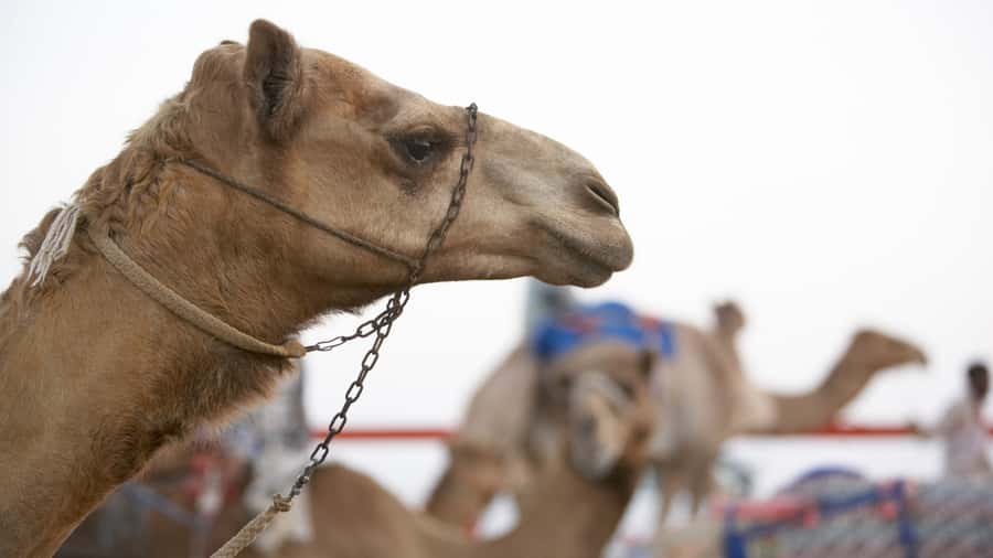 Doha Camel Race Track & Richard Serra Desert Sculpture Tour - Who will enjoy this tour most