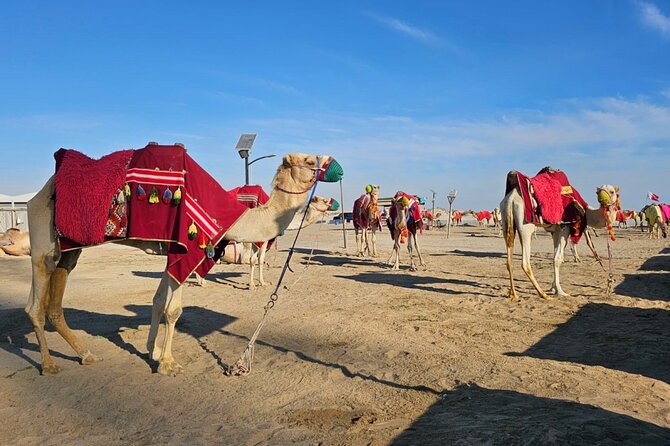 Doha Desert Safari Dune Bashing Camel Ride - The Camel Stop and Traditional Welcome