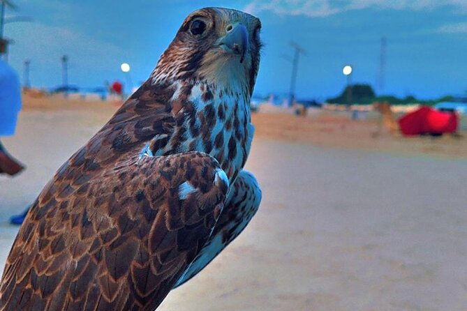 Doha Desert Safari Dune Bashing Camel Ride - Sandboarding: Included and Easy to Try