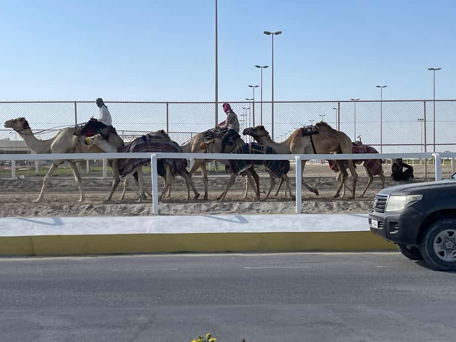 Doha Full Day North & West Tour | Rich History & culture - Al Zubara Fort and Qatar’s archaeological past