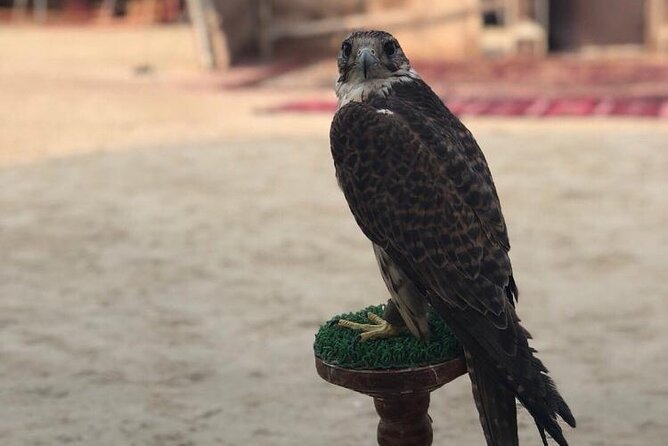 Doha Layover Desert Safari, Camel Ride, Sand Boarding, Inland Sea - Camel riding: short, memorable, and not perfectly graceful