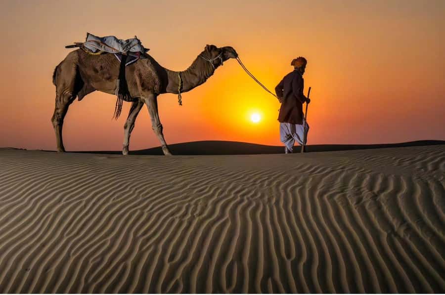 Doha Night Desert Safari Stargazing And Camel Ride - Why a night safari works so well in Qatar