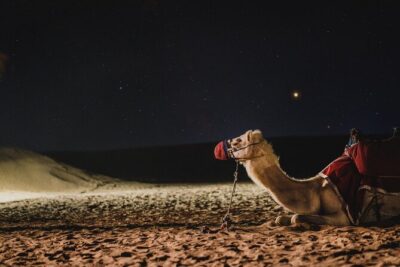 Night Desert Safari | Transit Safari | Camel ride | Dune Bashing