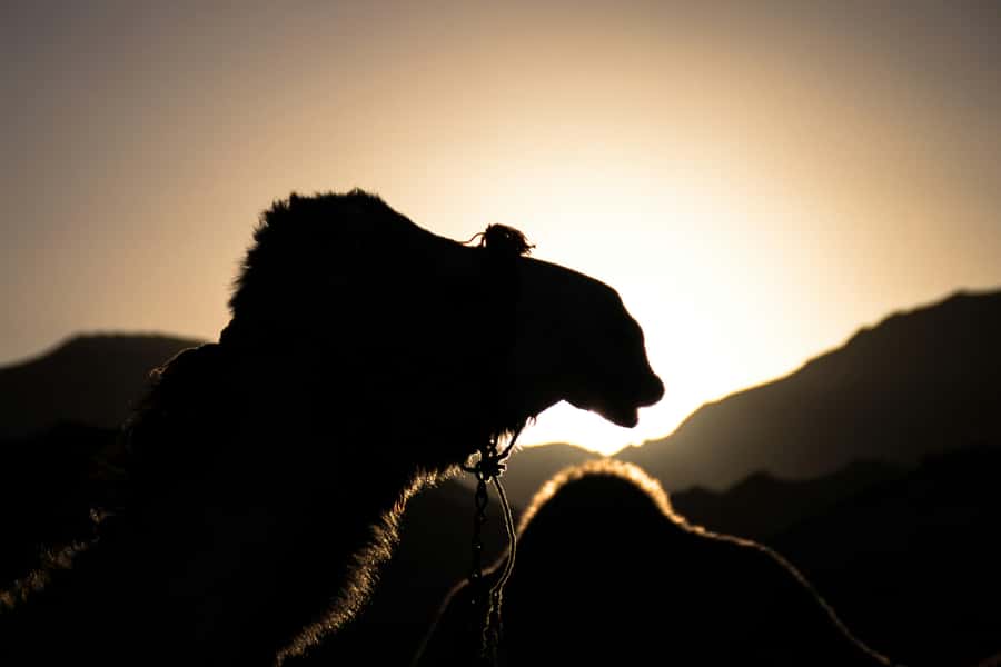 Doha: Night Desert Safari with Camel Ride and Sandboarding - Camel time at the Inland Sea