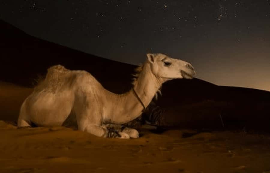 Doha: Night Desert Safari with Stargazing & Camel Ride - Camel camp and Arabic tea