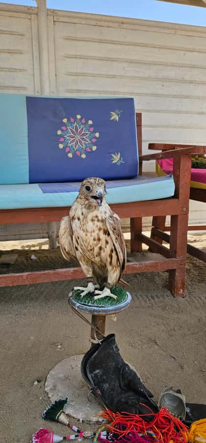 Doha:Private Desert Safari, Falcon, Sandboarding,inland sea - The Inland Sea at Qatar’s southern edge