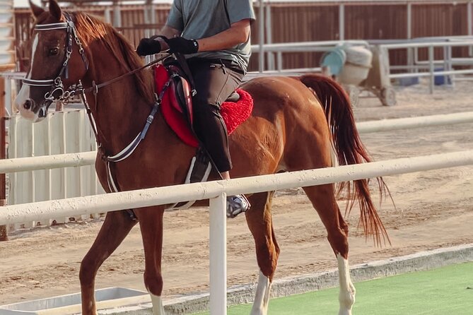 Doha-Private Half Day Safari with Horse Ride/Camel Ride/sandboard - From Doha to the Mesaieed dunes