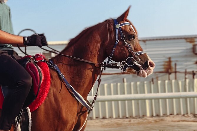 Doha-Private Half Day Safari with Horse Ride/Camel Ride/sandboard - A 40-minute horse ride in the desert