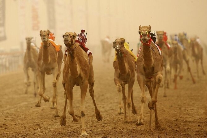 Doha, Qatar: Came Racing Track, Oryx & Sheikh Faisal Museum Tour. - Why this Doha tour feels different
