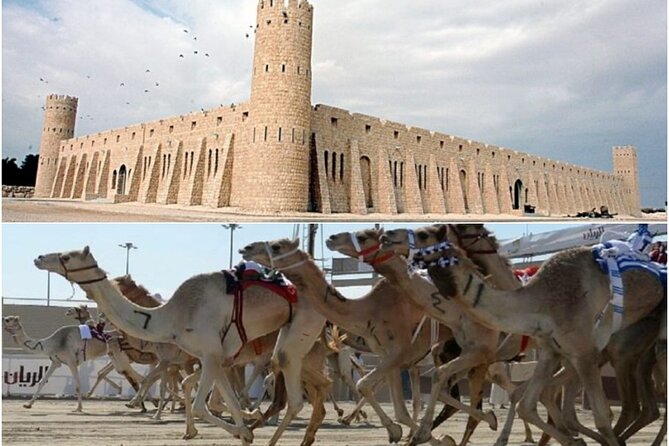 Doha, Qatar: Came Racing Track, Oryx & Sheikh Faisal Museum Tour. - The Arabian oryx: a short but meaningful stop