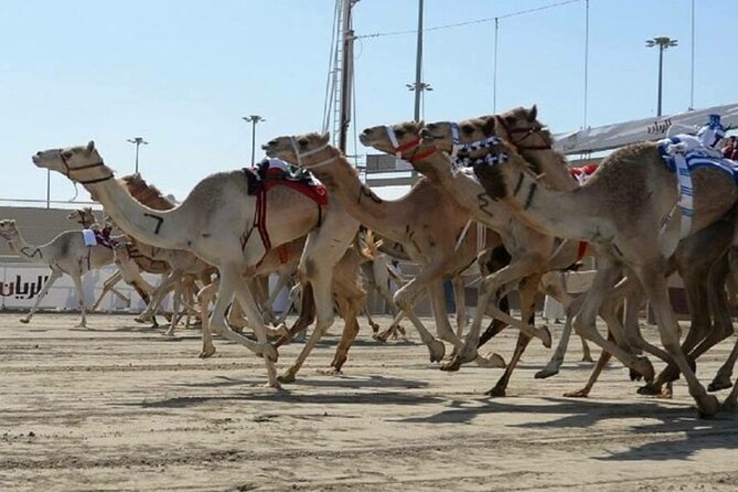 Doha Qatar Camel Race Track visit| West Coast Natural Attractions - Zekreet’s mushroom-shaped rocks and limestone forms