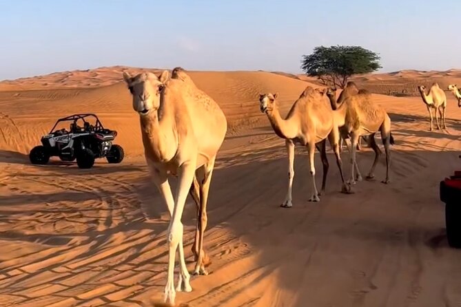 Doha, Qatar: Desert Safari, Inland sea and Camel Ride Adventure. - Leaving Doha for Sealine Beach