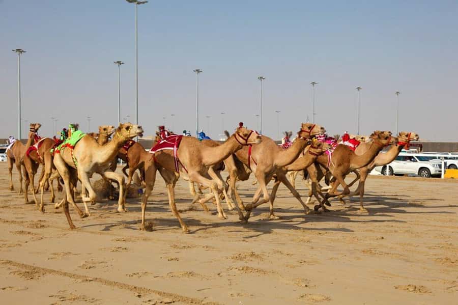 Doha: Richard Serra Sculpture,Mushroom Hill,Camel Race Track - Leaving Doha for Al-Shahaniya Municipality