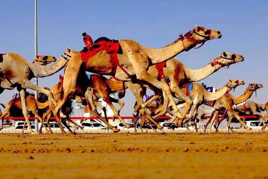 Doha: Richard Serra Sculpture, Zekreet and West Coast Tour - Al Shahaniya Camel Racetrack after 45 minutes