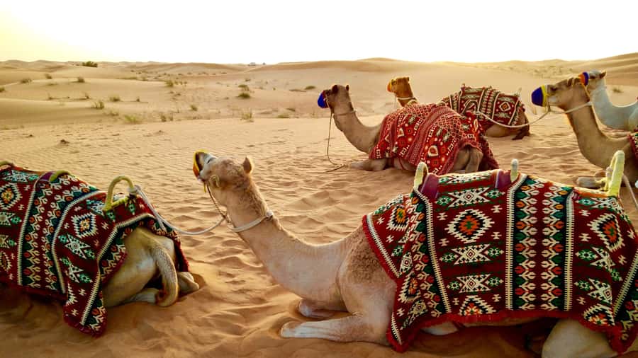 Doha:Safari Tour with Lunch/Dinner in Desert by the Sea Side - Key points at a glance