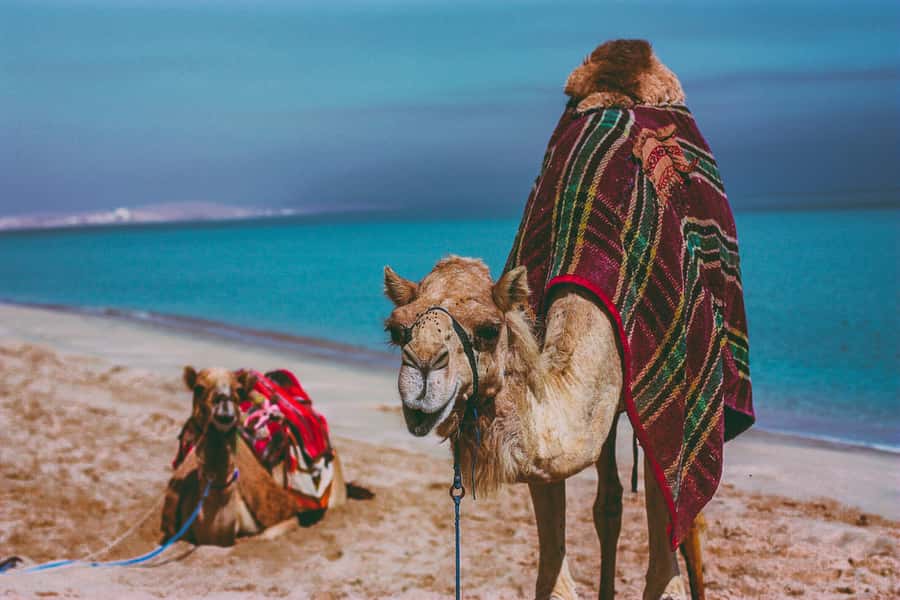 Doha:Safari Tour with Lunch/Dinner in Desert by the Sea Side - A beach camp with BBQ and swimming