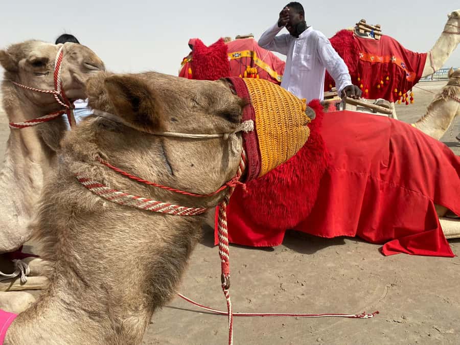 Doha: Sunset desert tour with Camel Ride, Inland Sea & Tea - What the $95 price really covers
