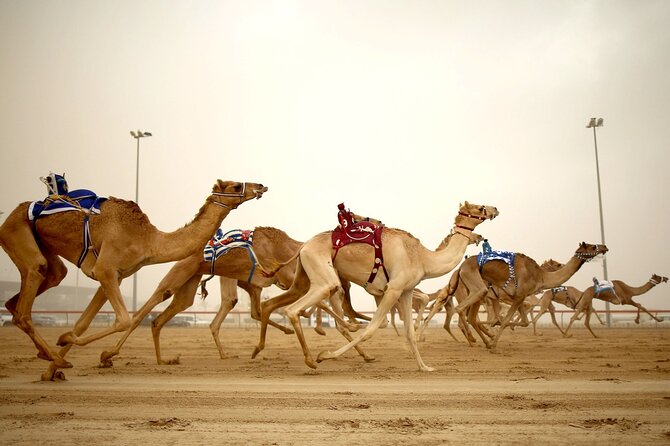 Doha : West Coast Tour on Zekreet Peninsula - Why the private format matters