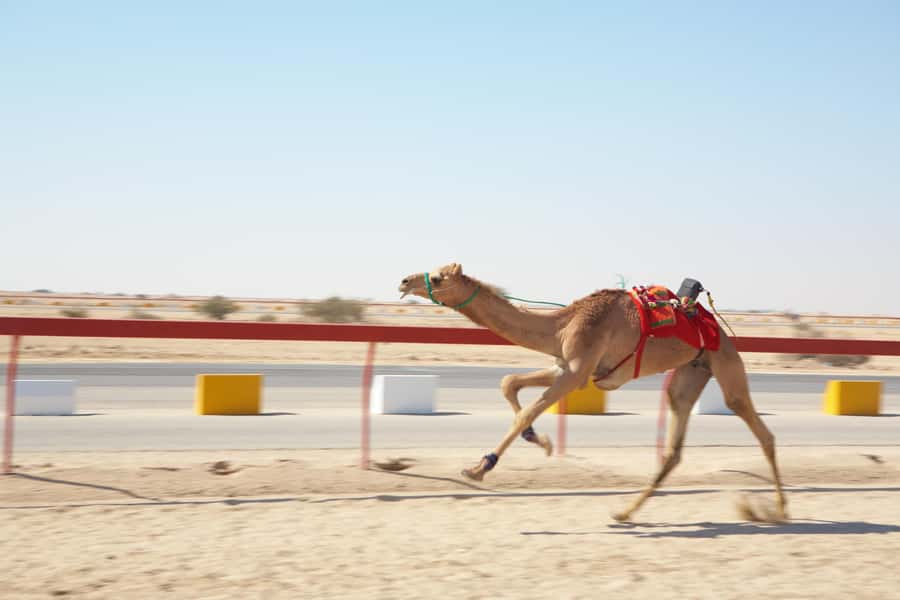 Doha : West Of Qatar Tour With Pickup & Drop-Off - Why West Qatar feels so different from Doha