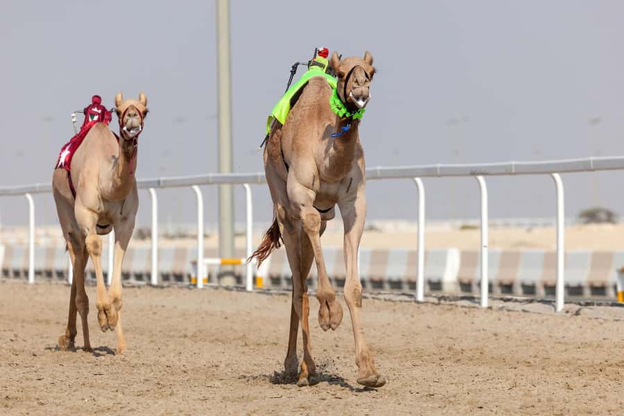 Doha : West Of Qatar Tour With Pickup & Drop-Off - Transport, comfort, and timing