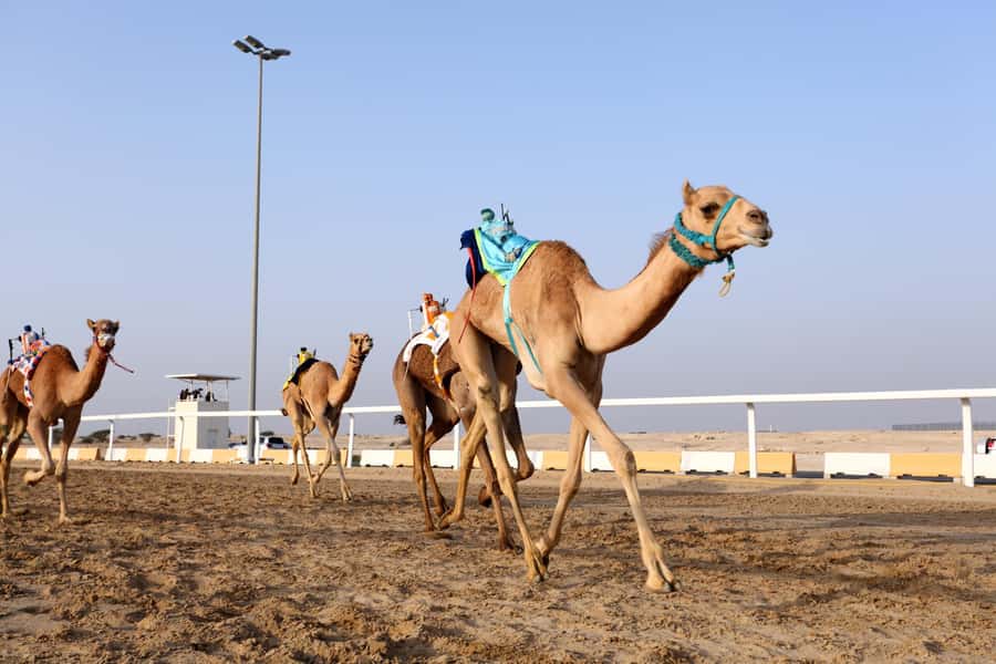 Doha : West Of Qatar Tour With Pickup & Drop-Off - Who will get the most from this tour