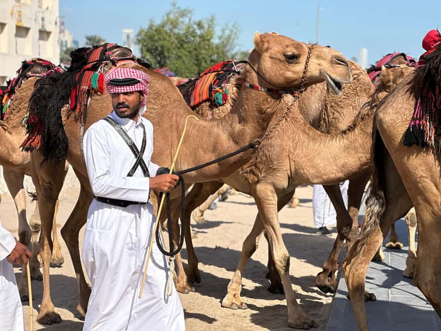 Doha: West Qatar Guided Journey With Pickup & Drop-Off - From Doha to Al-Shahaniya’s camel racetrack