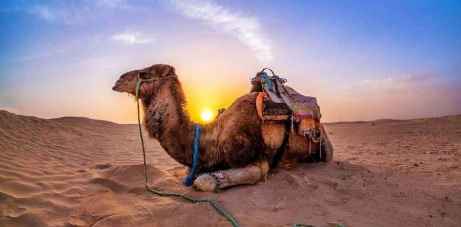 Dune Bashing &Beyond The Ultimate Desert Safari From Doha - The Inland Sea photo stop