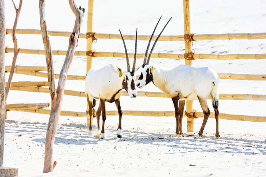 From Doha: 8-hour Safari Tour with Desert Beach Experience - Timing, cancellations, and small practical details