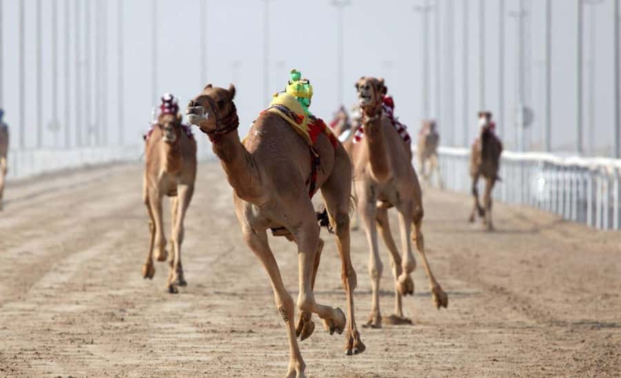 From Doha: Private West Coast and Camel Race Track Tour - Key points to know before booking