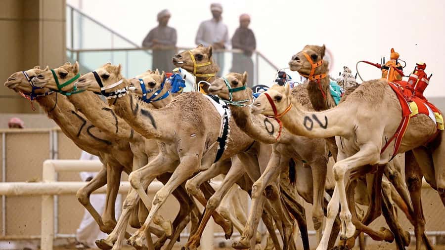 From Doha: Private West Coast and Camel Race Track Tour - Why this west coast route works