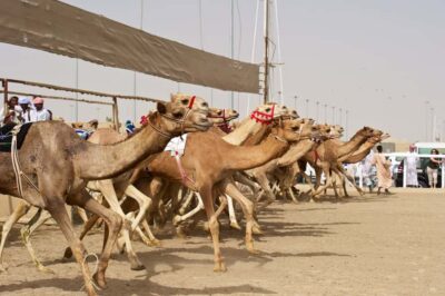 Private West Coast and Camel Race Track Tour