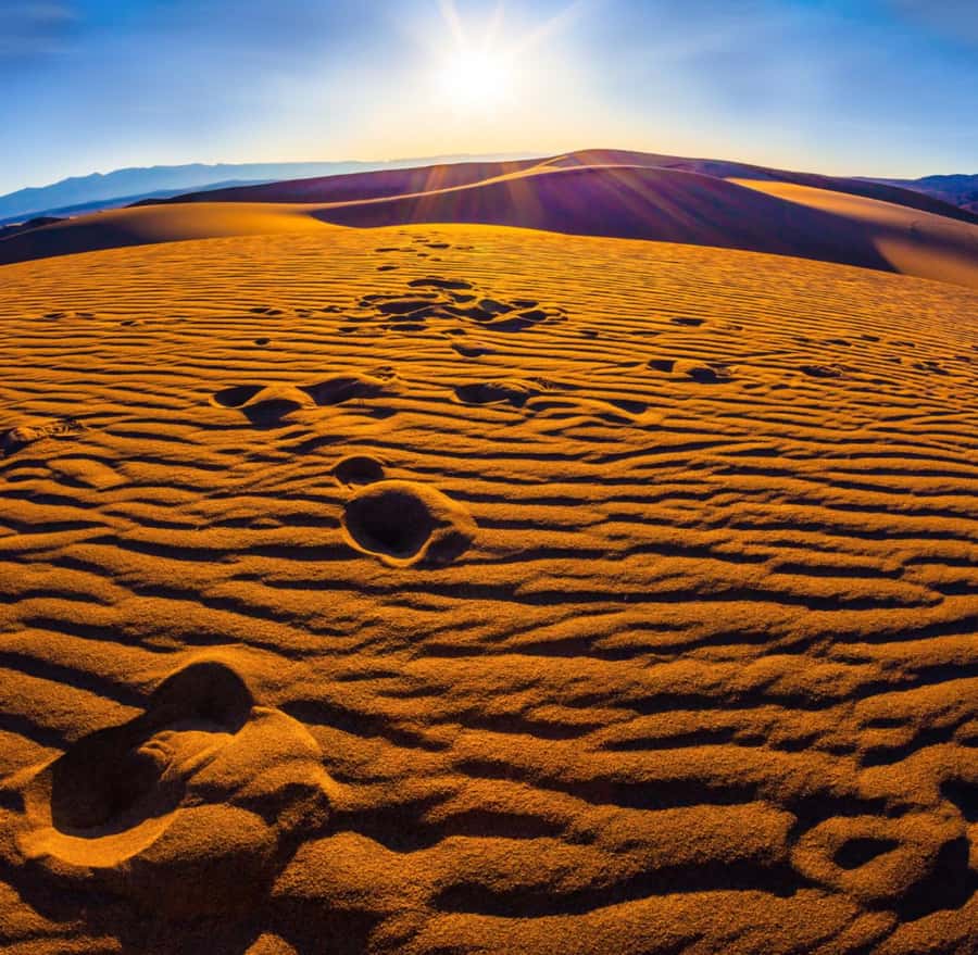 From Doha: Sunrise or Sunset Safari with Sand Boarding - Key points before you book