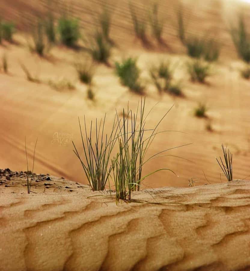 From Doha: Sunrise or Sunset Safari with Sand Boarding - Dune bashing and high-dune photo stops