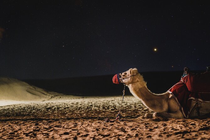 Full Day Qatar North and Desert Safari with pickup - Sealine Beach, camels, falcons, and tea