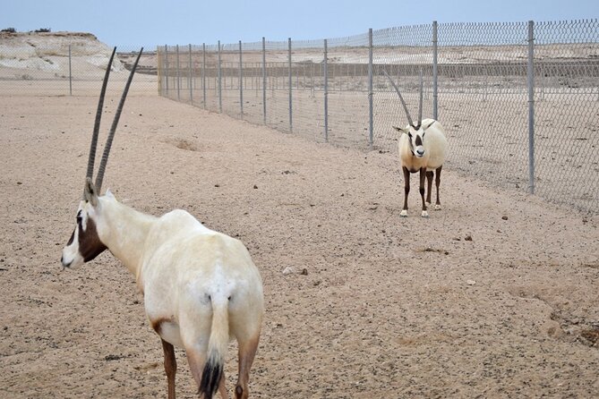 Full-Day Tour Qatar North And West - Al Jumail: a short look at village life