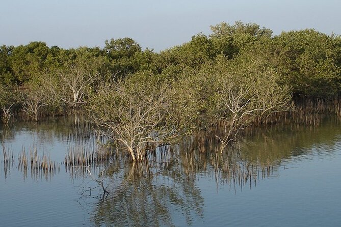 Half-Day North Qatar Tour - Al Khor harbor and the memory of pearling
