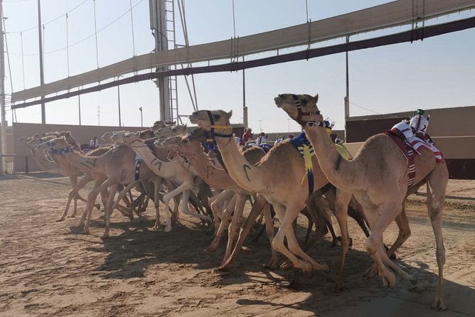 Half-Day Private Guided Camel Race Tour in Qatar - Why camel racing at Al Shahaniya feels different