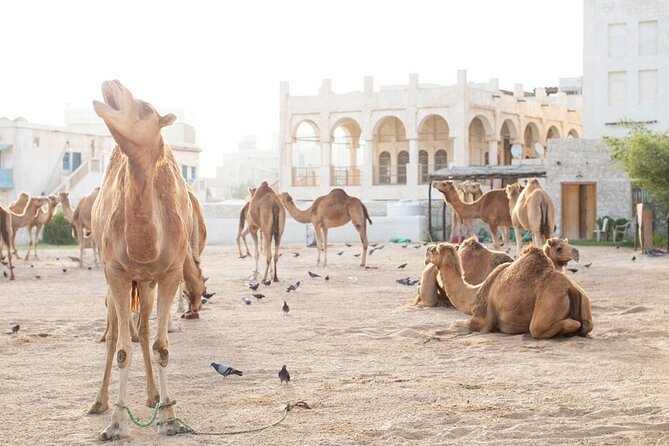 Private Doha Guided City Tour To All Main Attractions - The Corniche and the Doha skyline