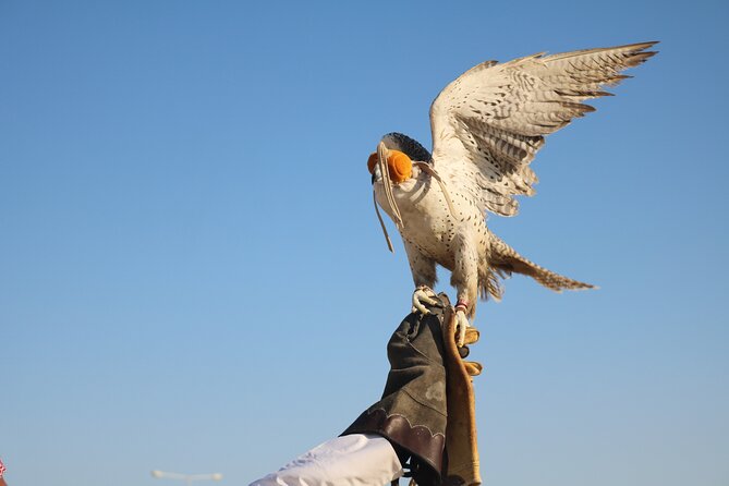Private Dunes Bashing | Desert Safari | Sand Boarding - Sealine Beach, Camels, and Falcons
