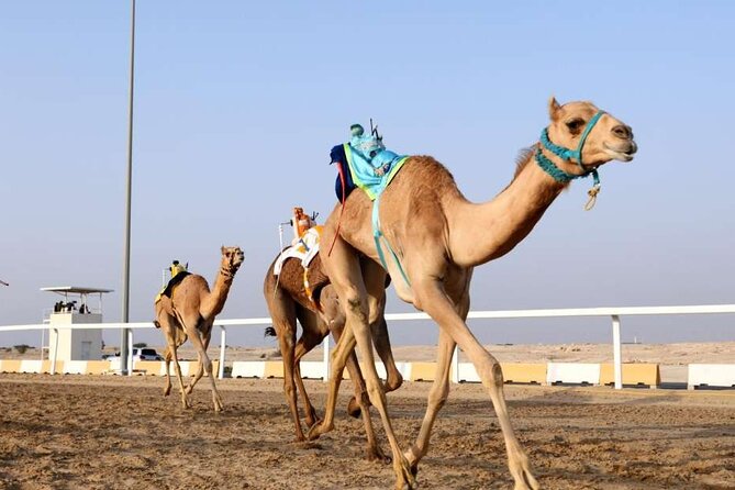 Private Full Day Guided Tour in Qatar North and West - Purple Island and the narrow coastal path